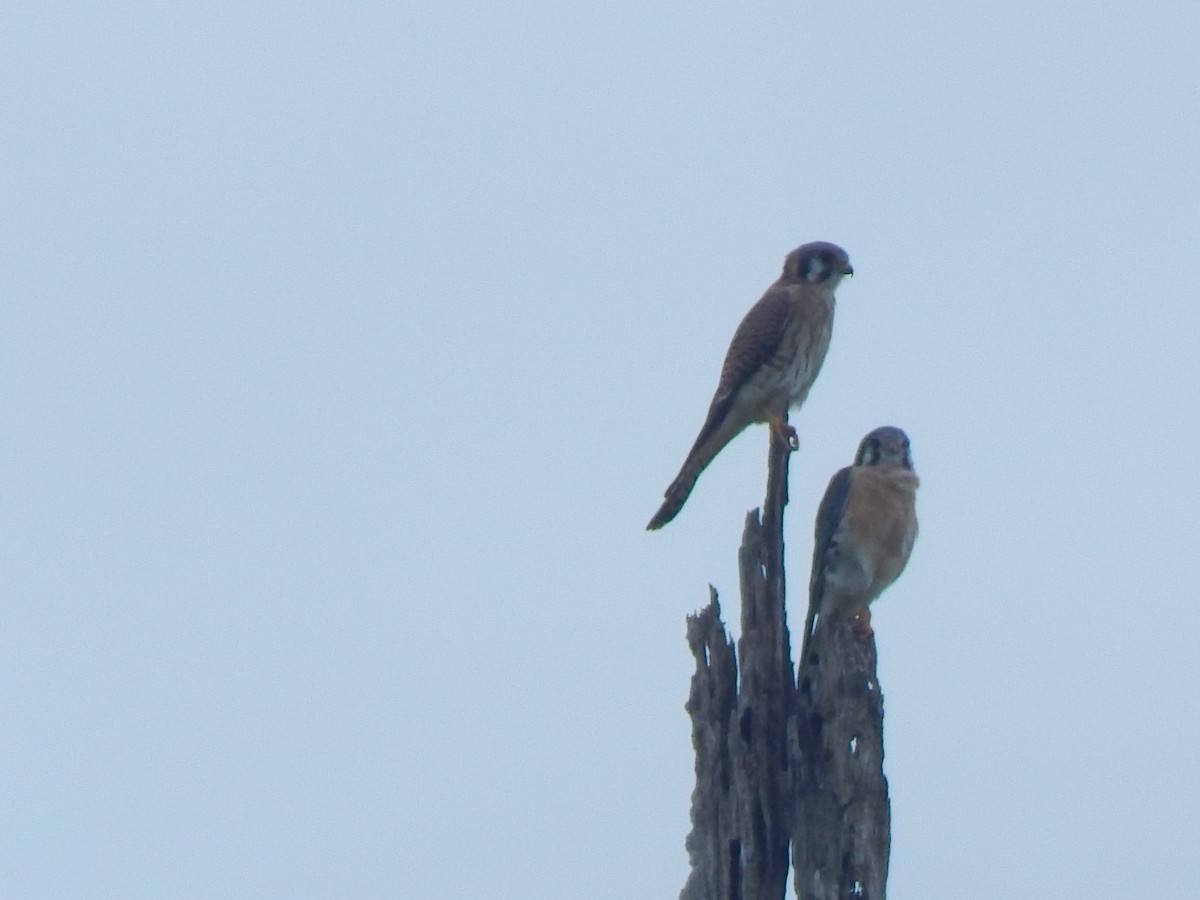 American Kestrel - Rosa Chavarria Trejos