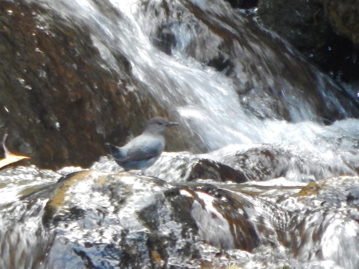 American Dipper - Rosa Chavarria Trejos