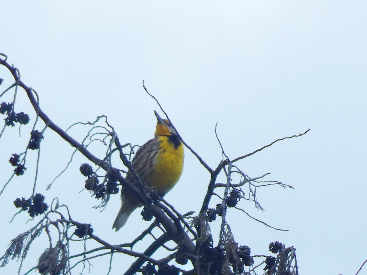 Eastern Meadowlark - Rosa Chavarria Trejos