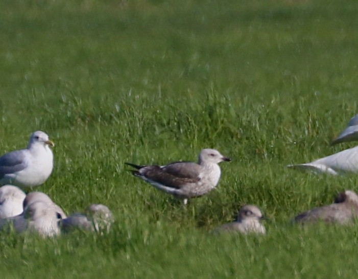 Lesser Black-backed Gull - maxine reid