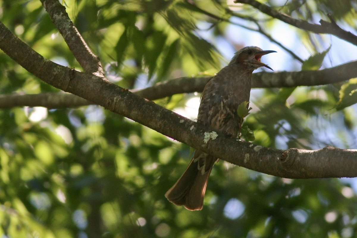 Brown-eared Bulbul - ML306115641