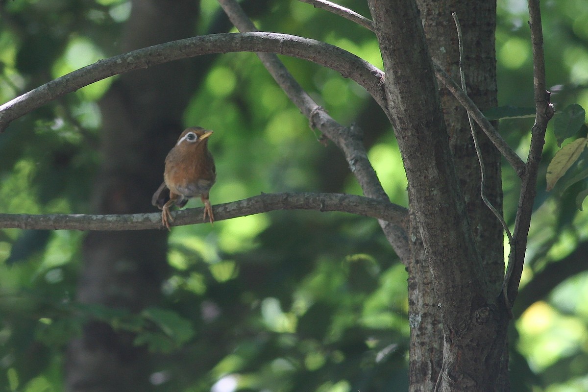 Chinese Hwamei - ML306115661