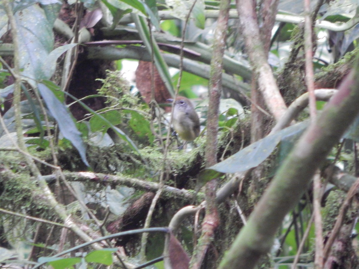 Plain Antvireo - Rosa Chavarria Trejos