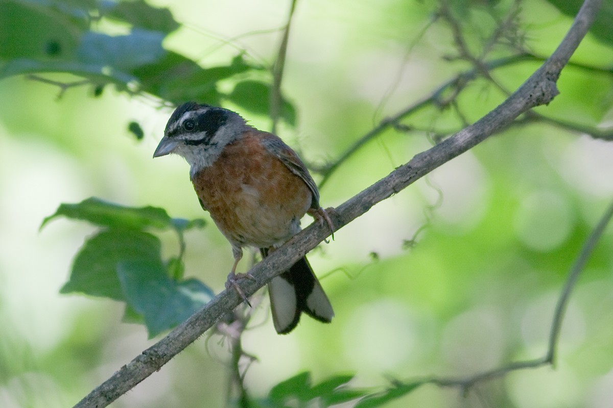 Meadow Bunting - ML306115701