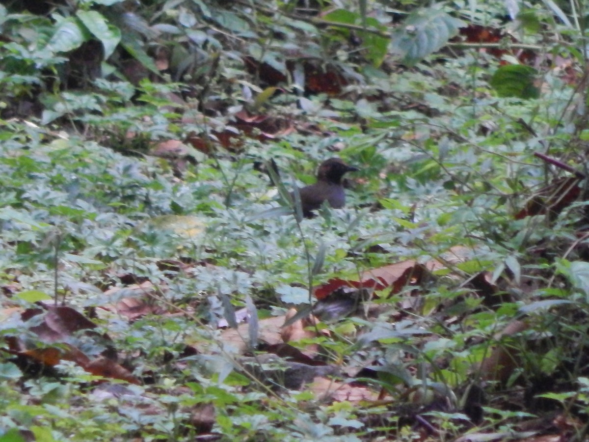 Black-faced Antthrush - Rosa Chavarria Trejos