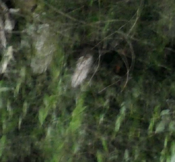 Northern Saw-whet Owl - ML306116041