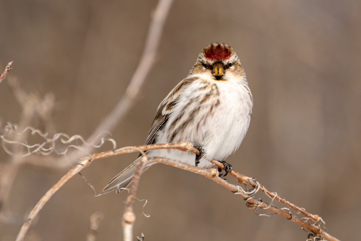 Redpoll (Common) - ML306117511
