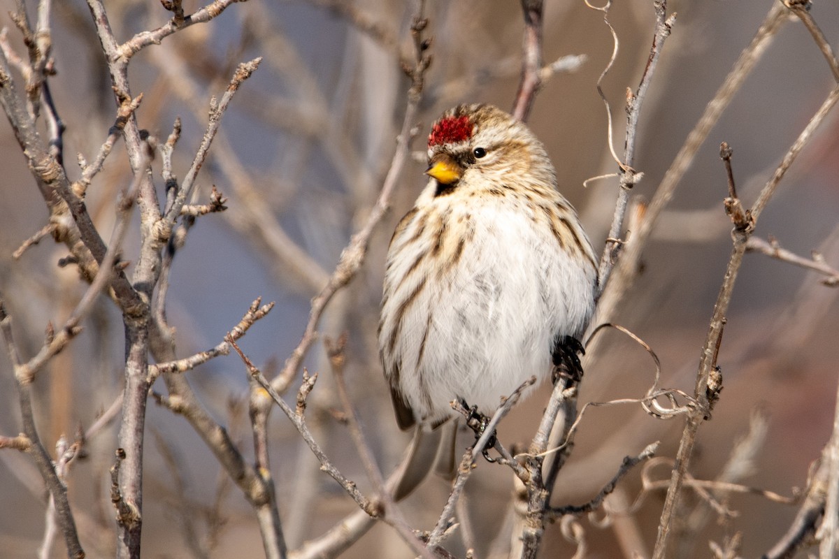 Redpoll (Common) - ML306117541