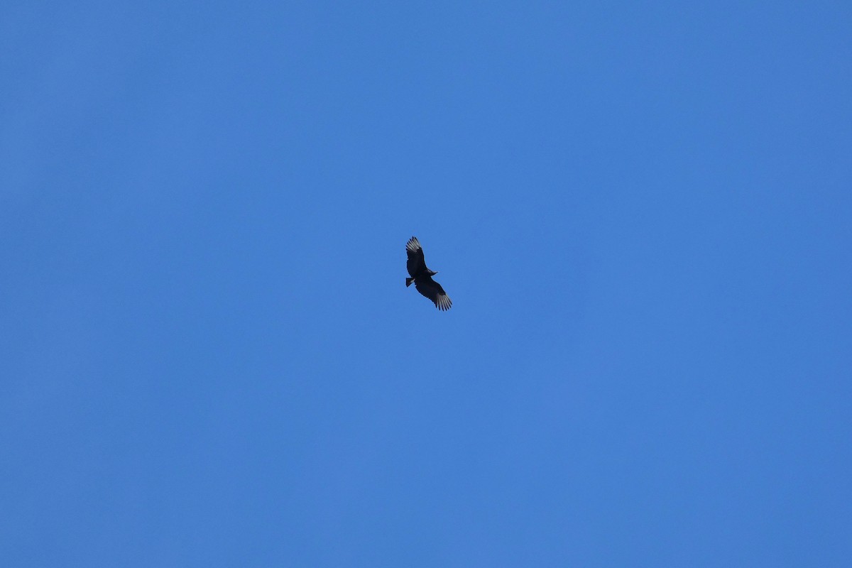 Black Vulture - ML306120551