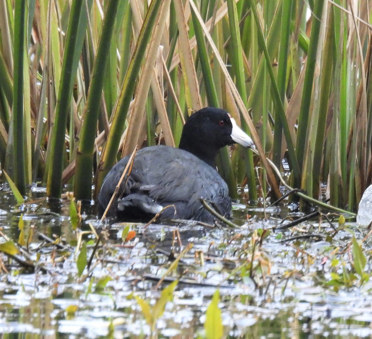 American Coot - ML306120761