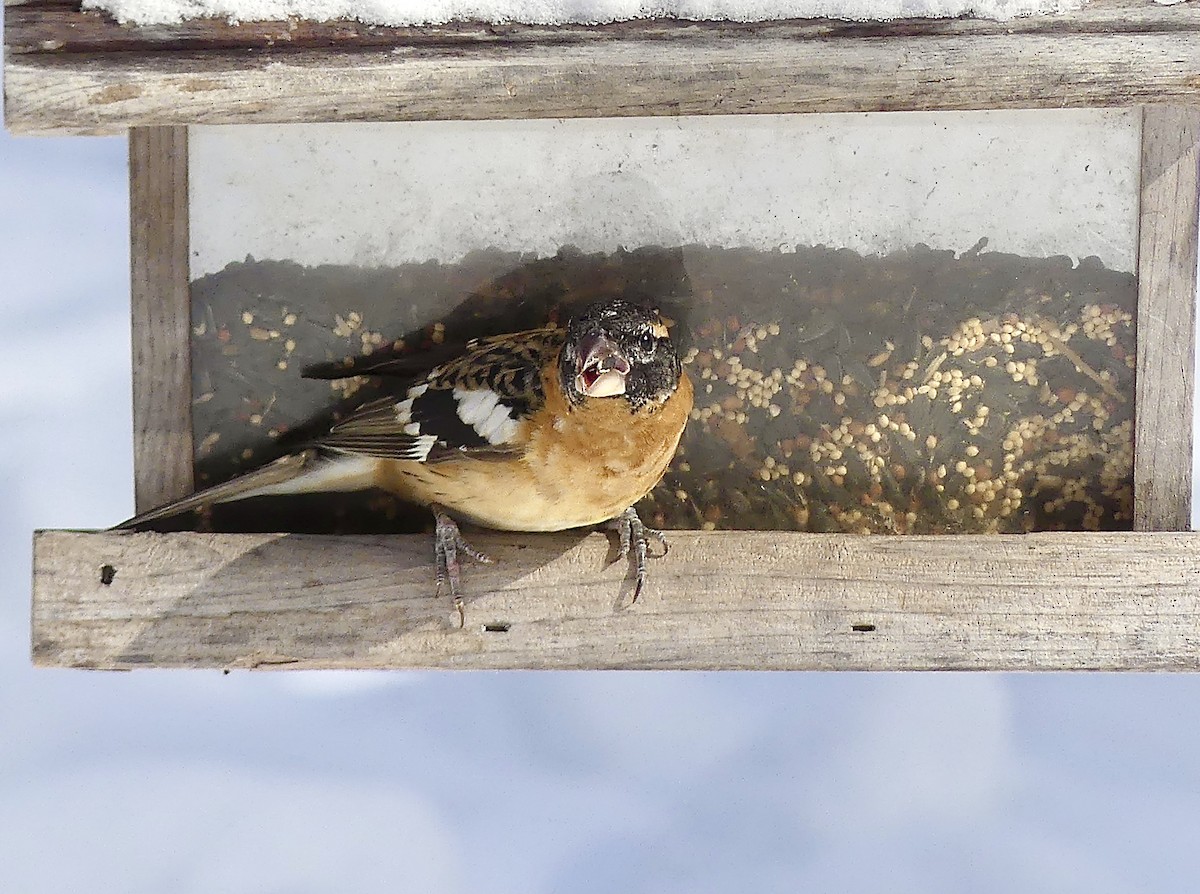 Black-headed Grosbeak - ML306122021