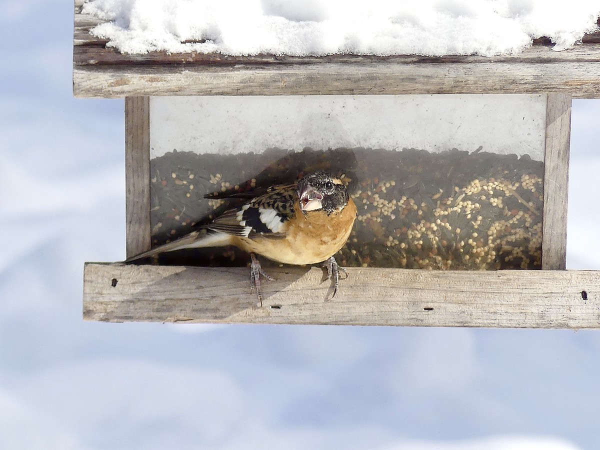 Black-headed Grosbeak - ML306122051