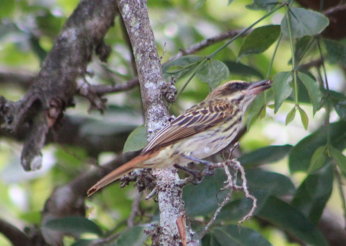 Streaked Flycatcher - xixa_ black