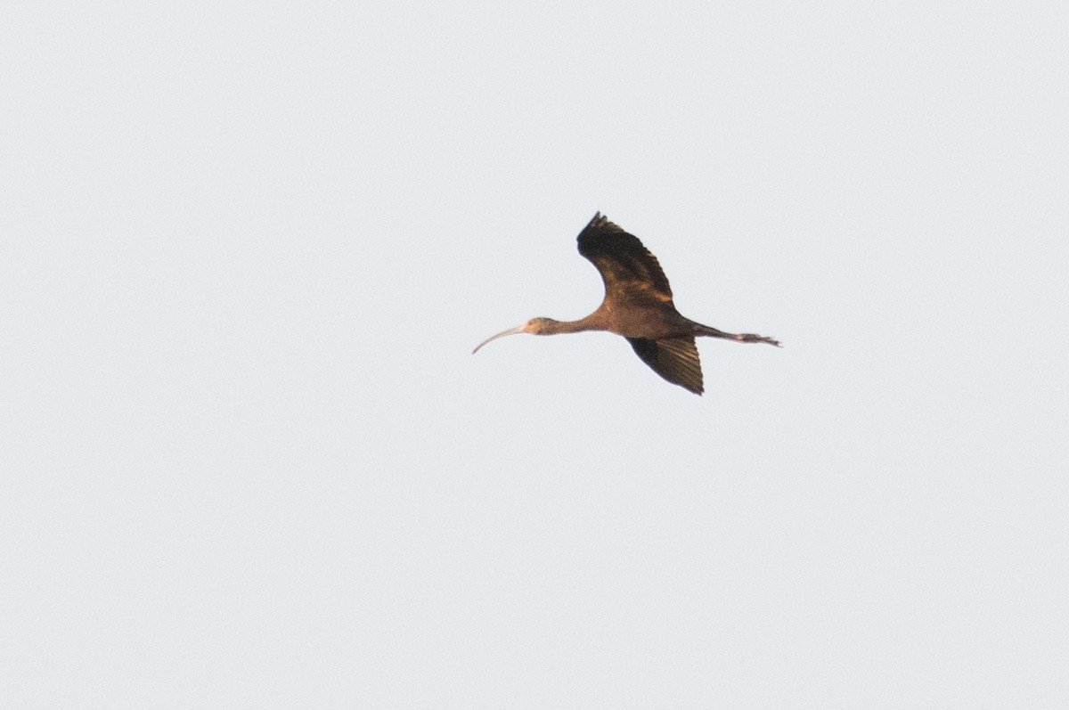 White-faced Ibis - ML306123361