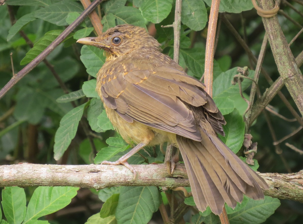 Clay-colored Thrush - Oliver  Komar