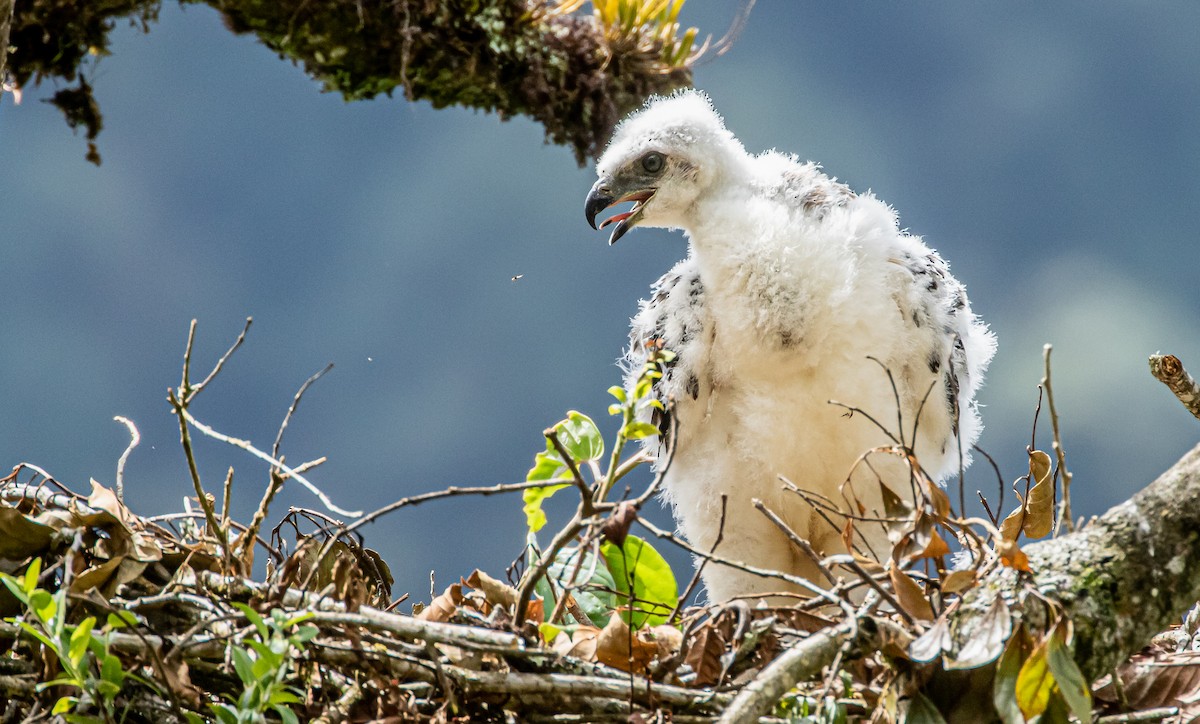 Black-and-chestnut Eagle - ML306124271