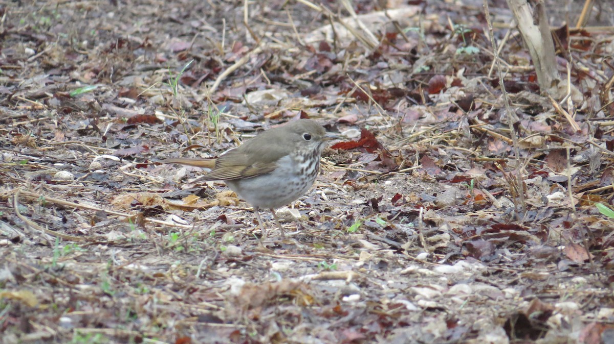 Hermit Thrush - Clark Lindo