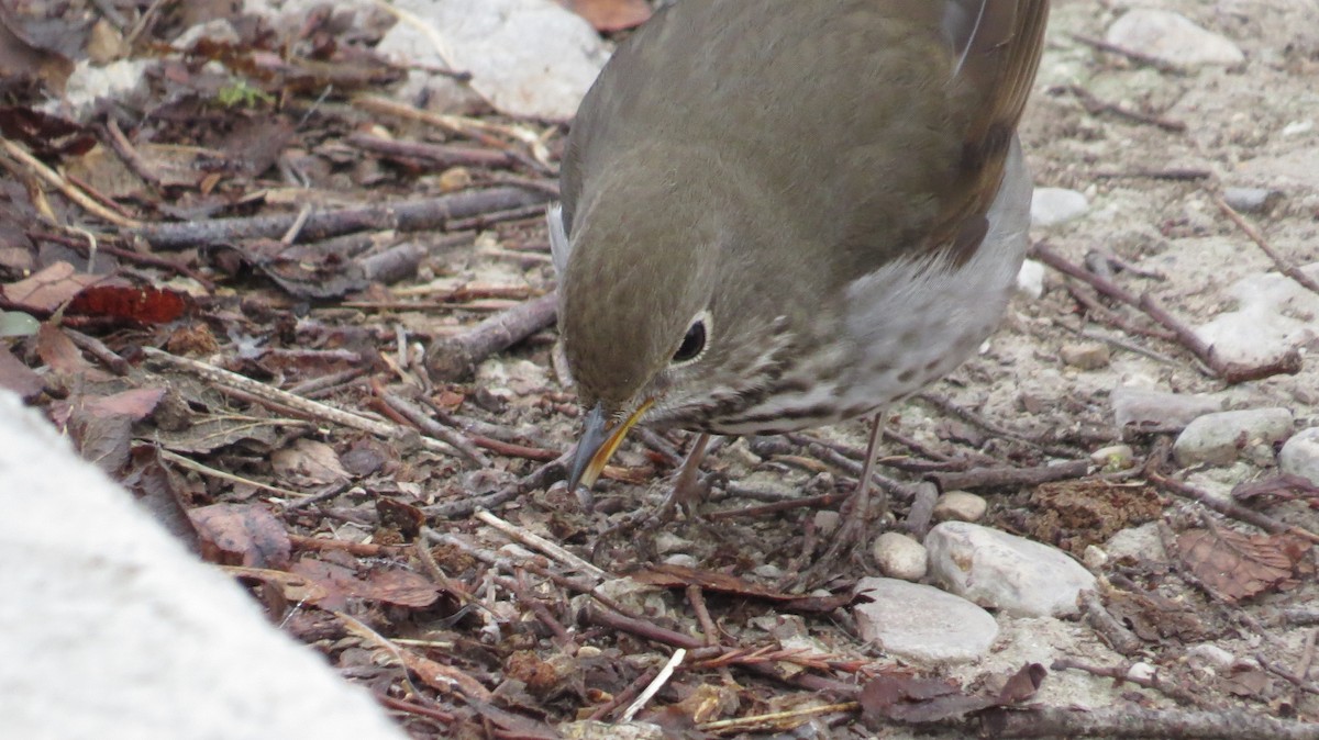 Hermit Thrush - ML306124671