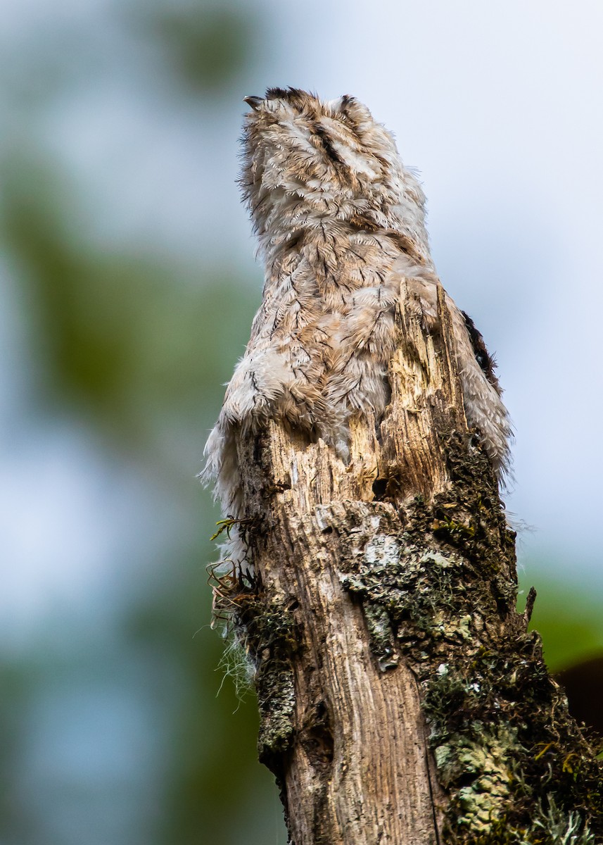 Common Potoo - ML306124721