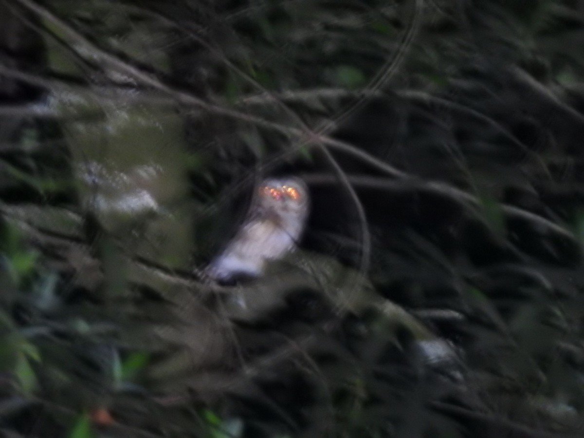 Northern Saw-whet Owl - ML306125761
