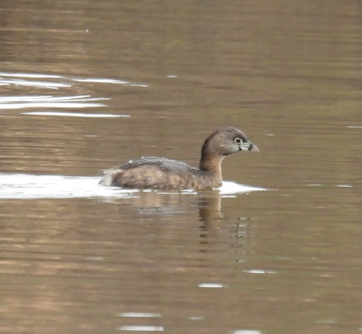 Pied-billed Grebe - ML306128541