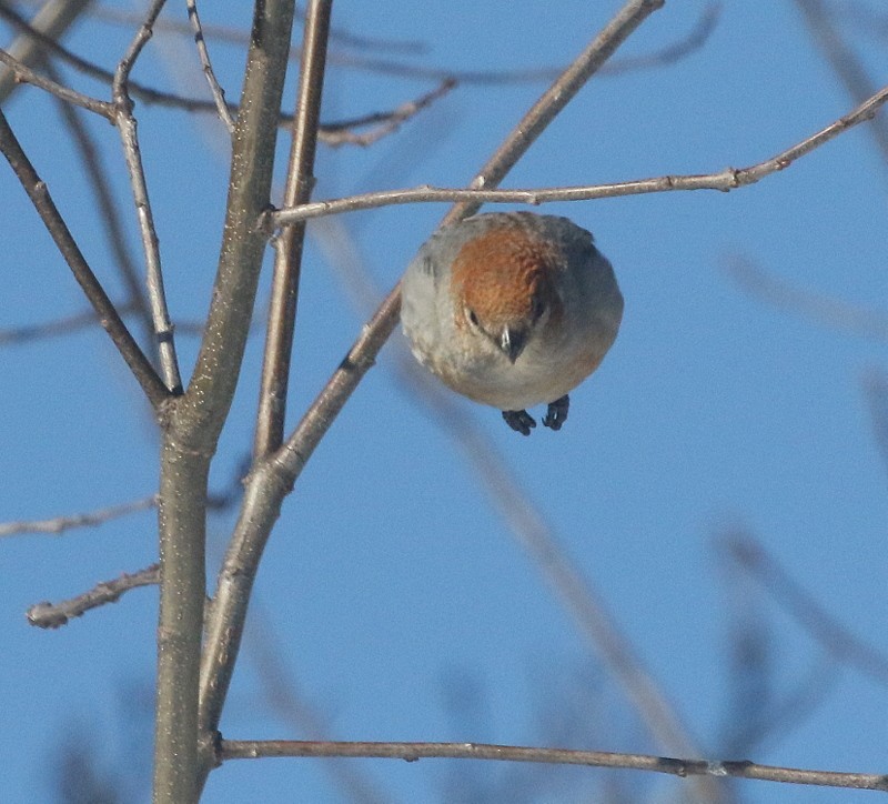 Pine Grosbeak - thom skelding