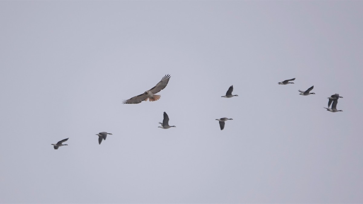 Red-tailed Hawk - ML306129121