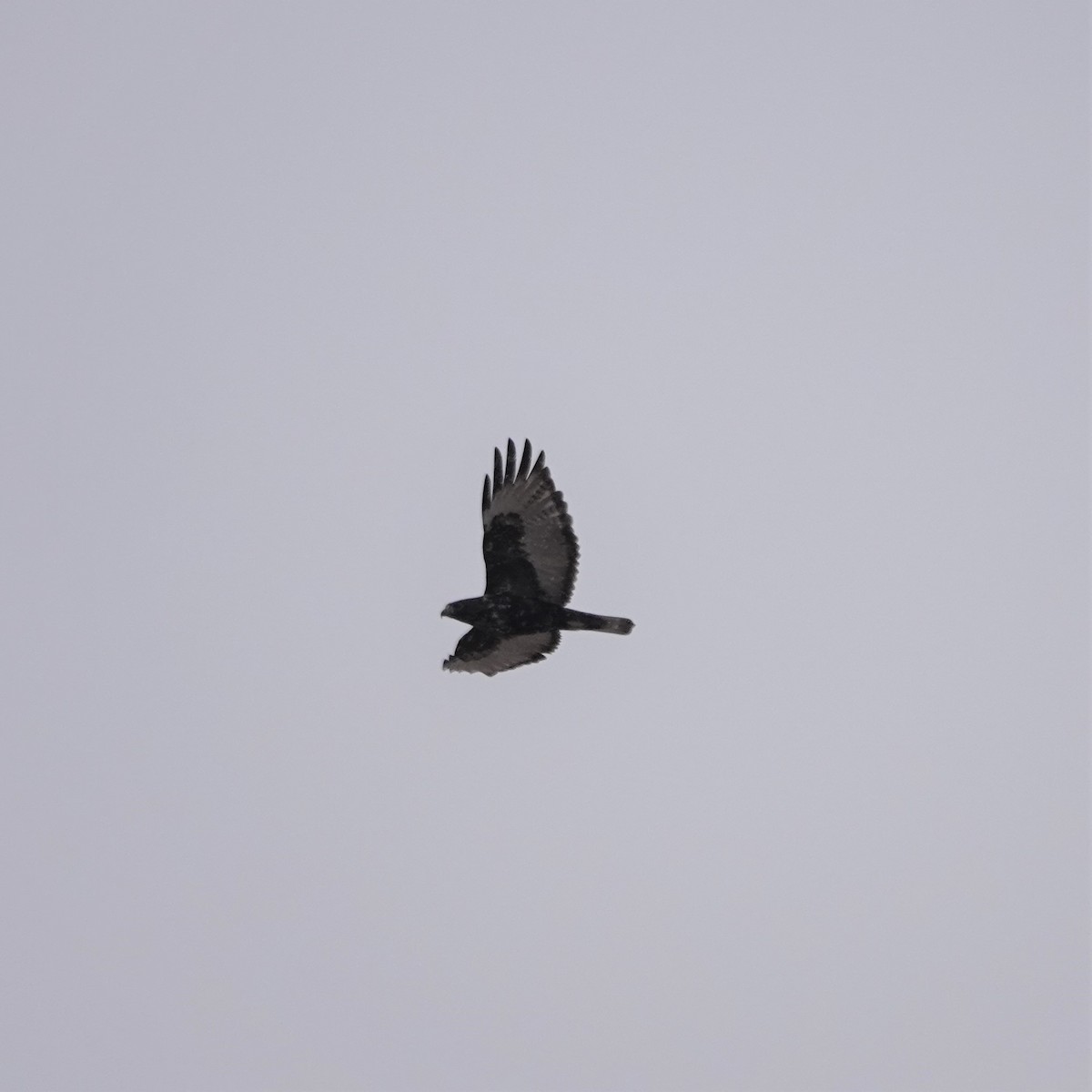 Red-tailed Hawk - ML306129191