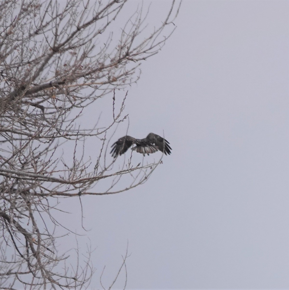 Red-tailed Hawk - ML306129511