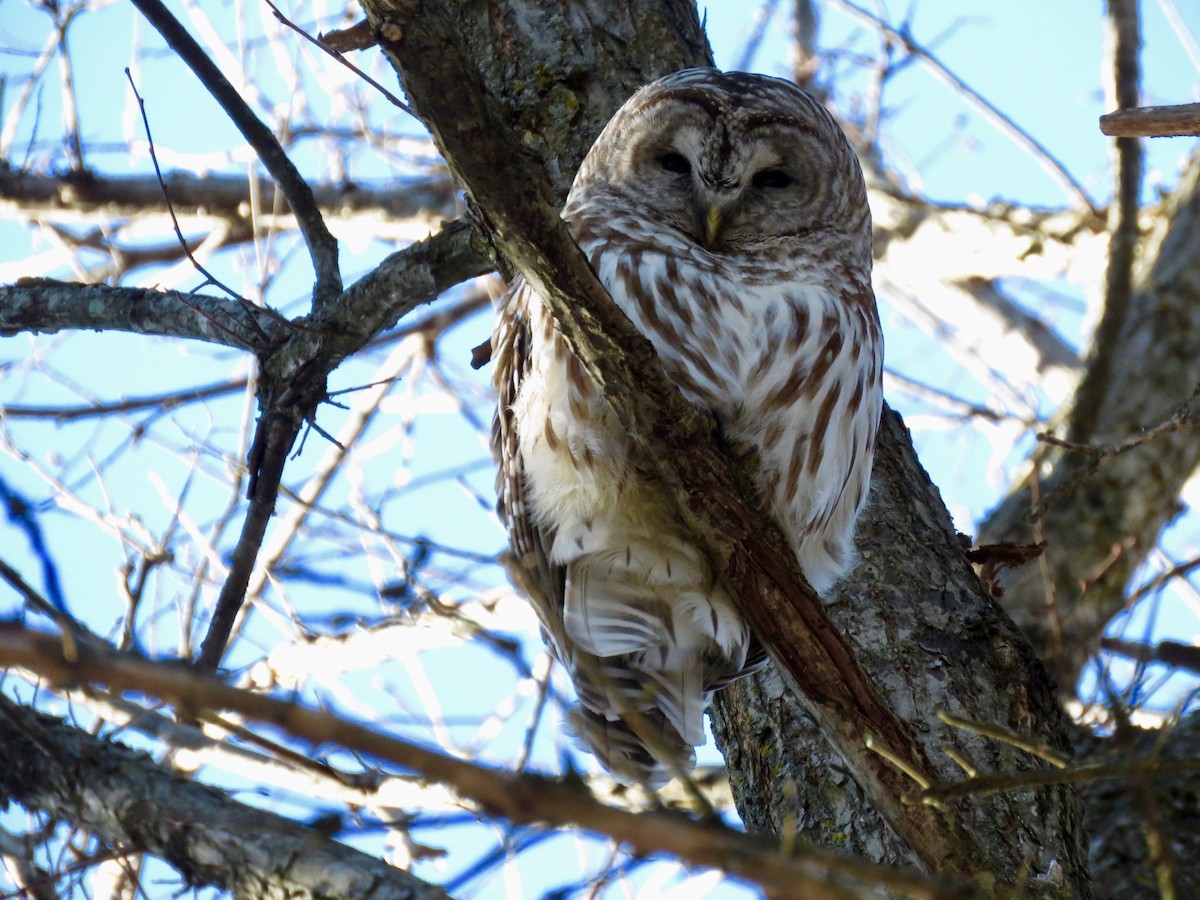 Barred Owl - ML306130741