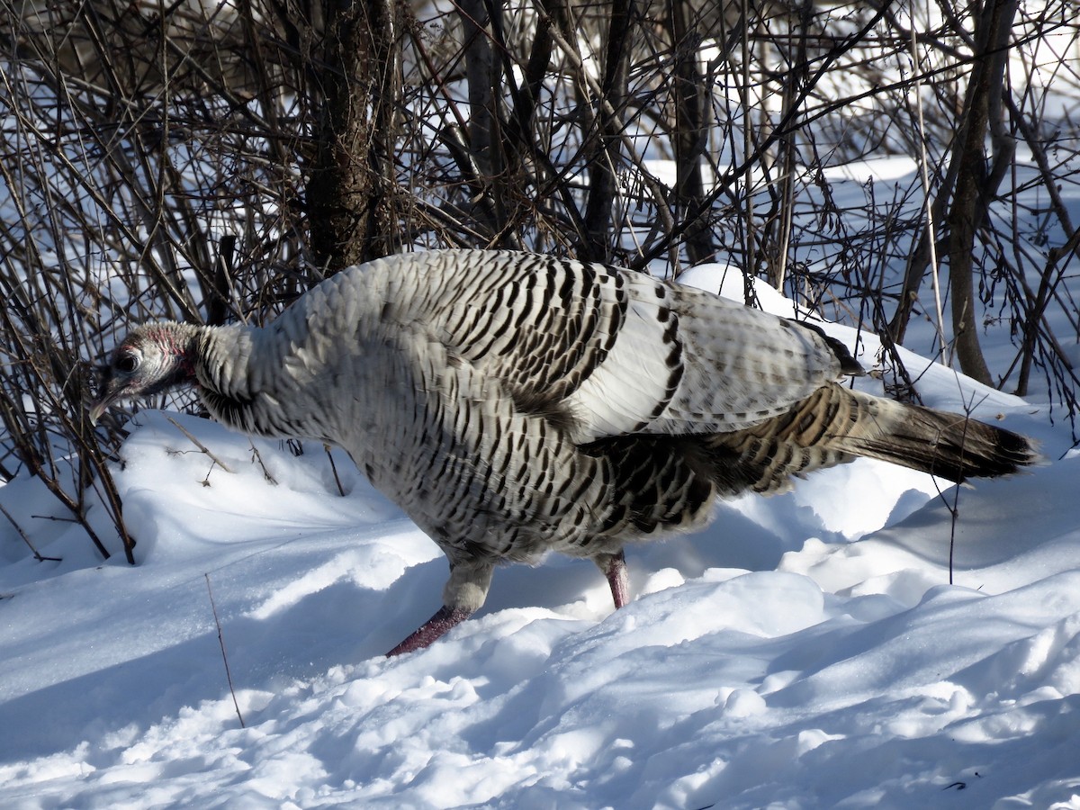 Wild Turkey - ML306132091