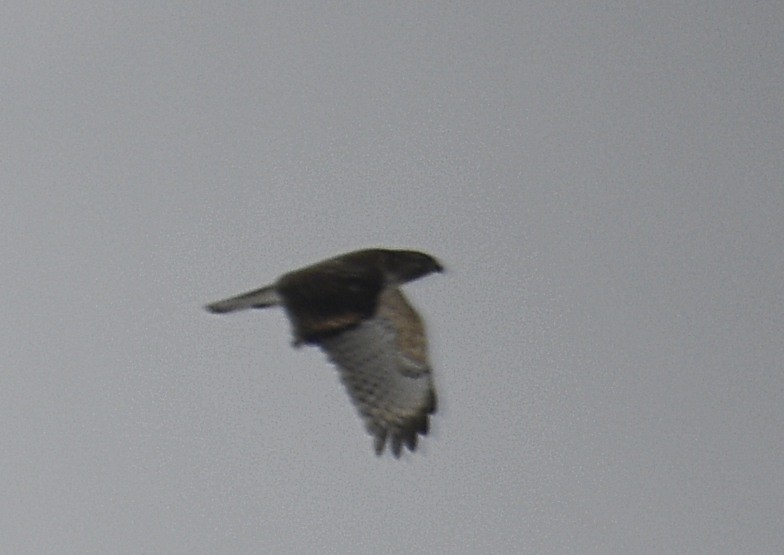 Red-shouldered Hawk (lineatus Group) - ML306133221