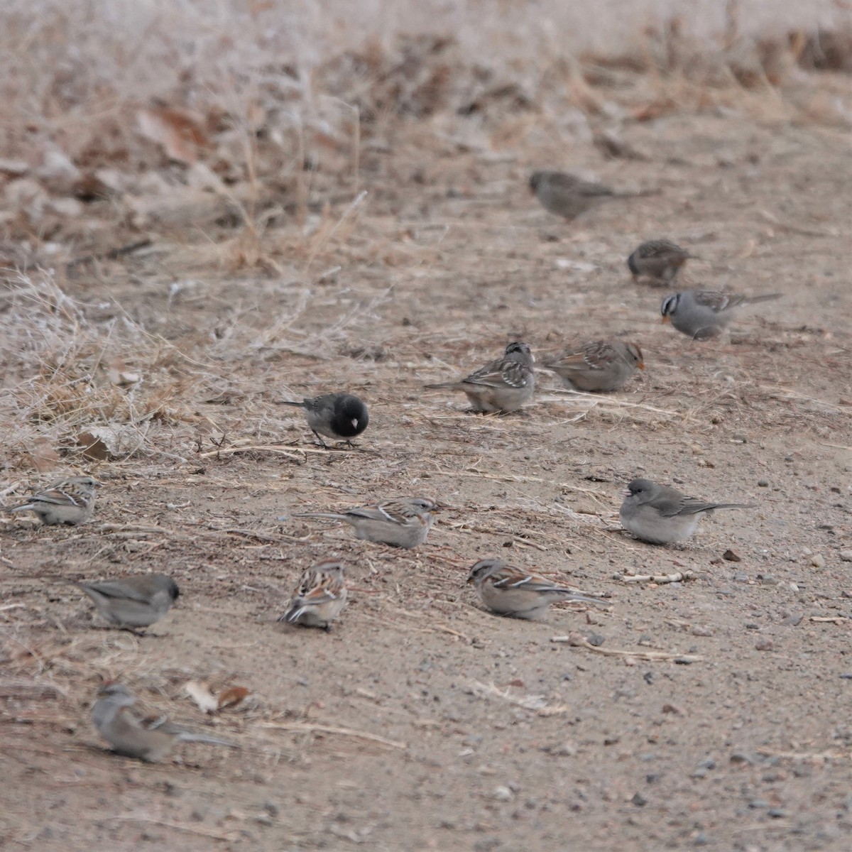 Junco ardoisé - ML306133411