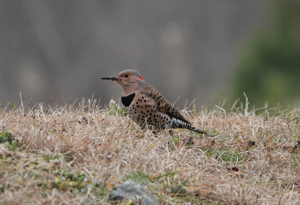 Northern Flicker - ML306133831