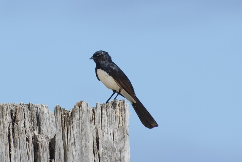 Willie-wagtail - ML306134341
