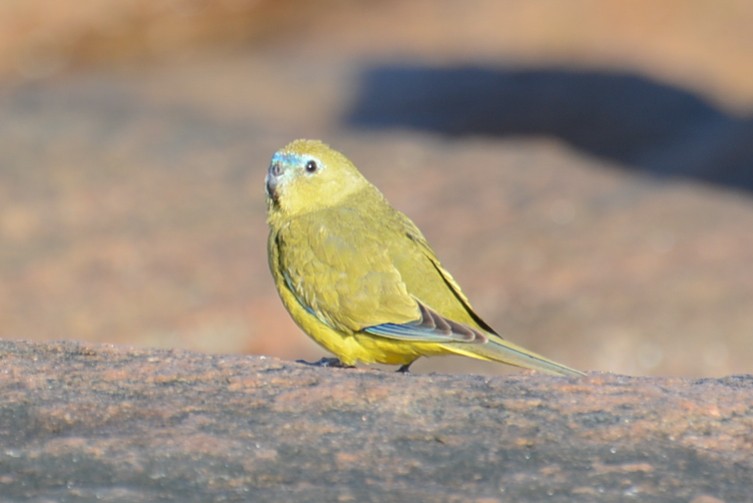 Rock Parrot - ML306134431