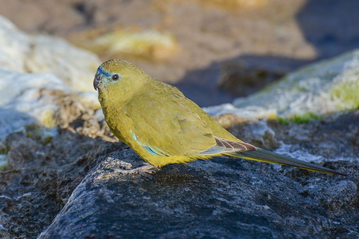 Rock Parrot - ML306134451