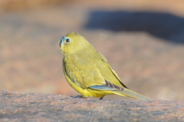 Rock Parrot - ML306134461