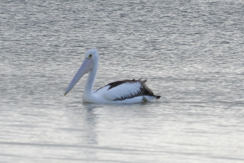 Australian Pelican - ML306134491