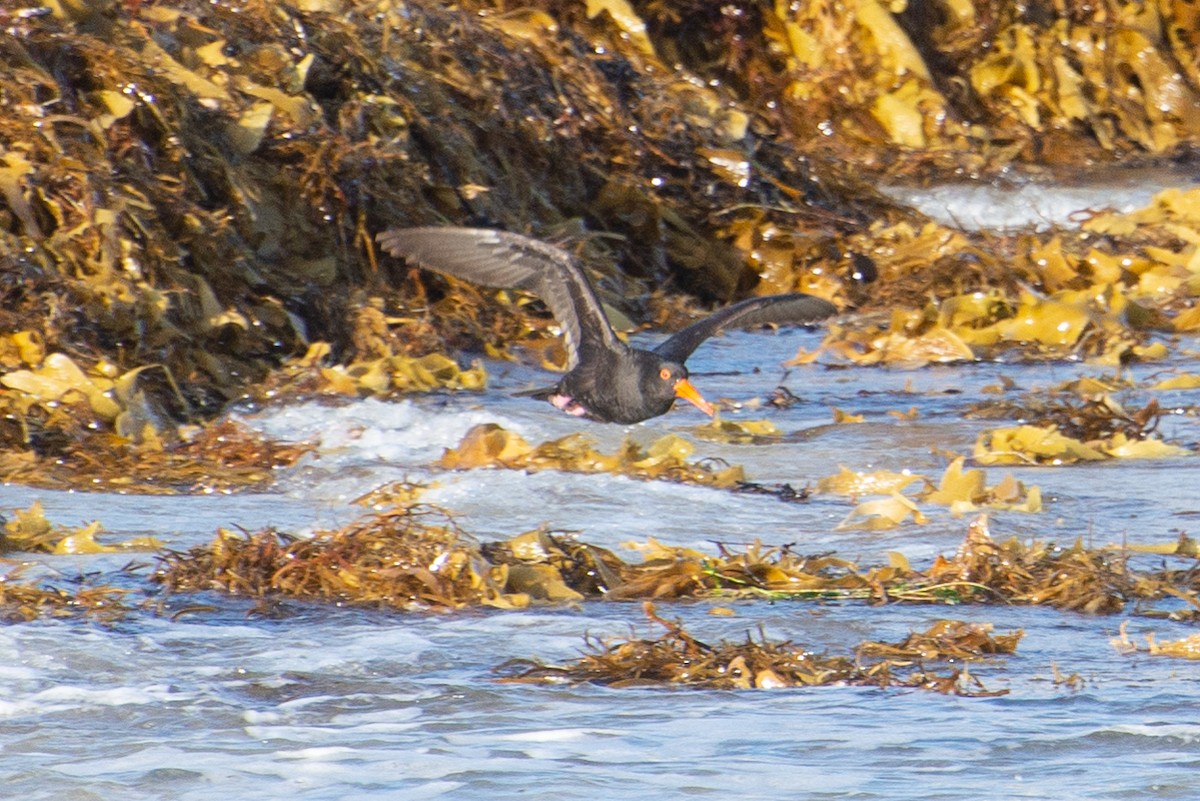 Sooty Oystercatcher - ML306134551