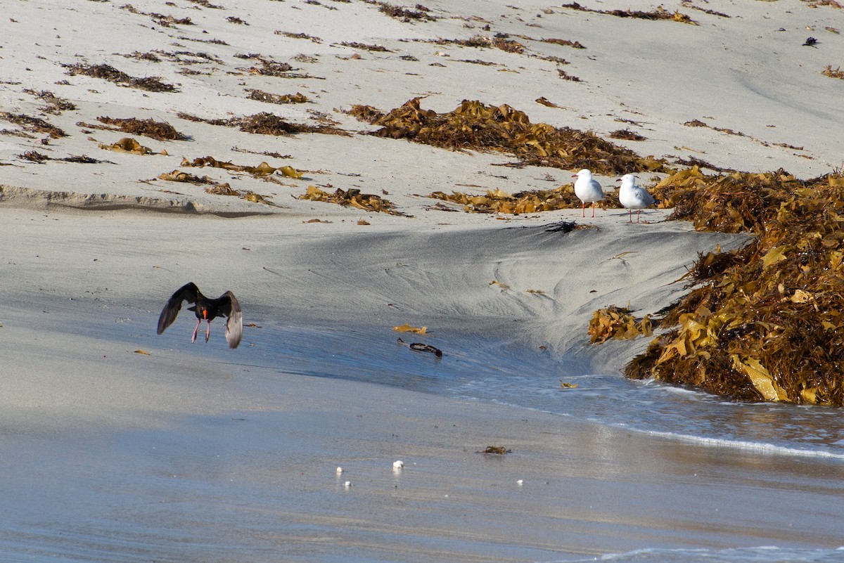 Sooty Oystercatcher - ML306134711