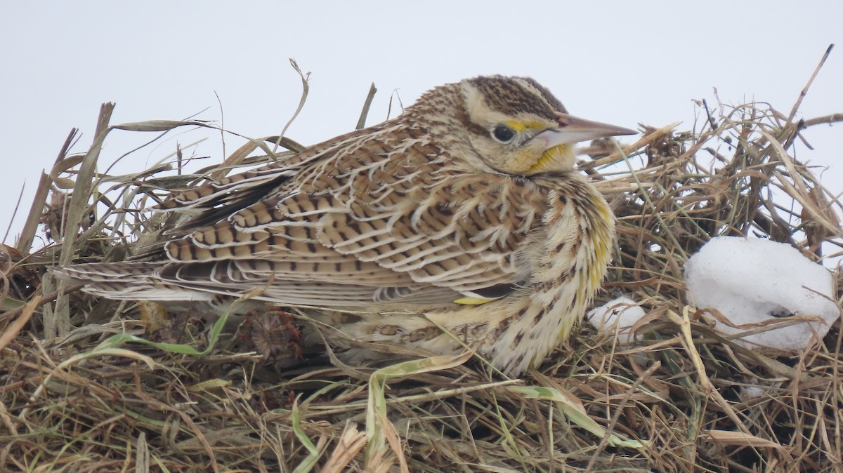 Western/Eastern Meadowlark - Howard Lorenz
