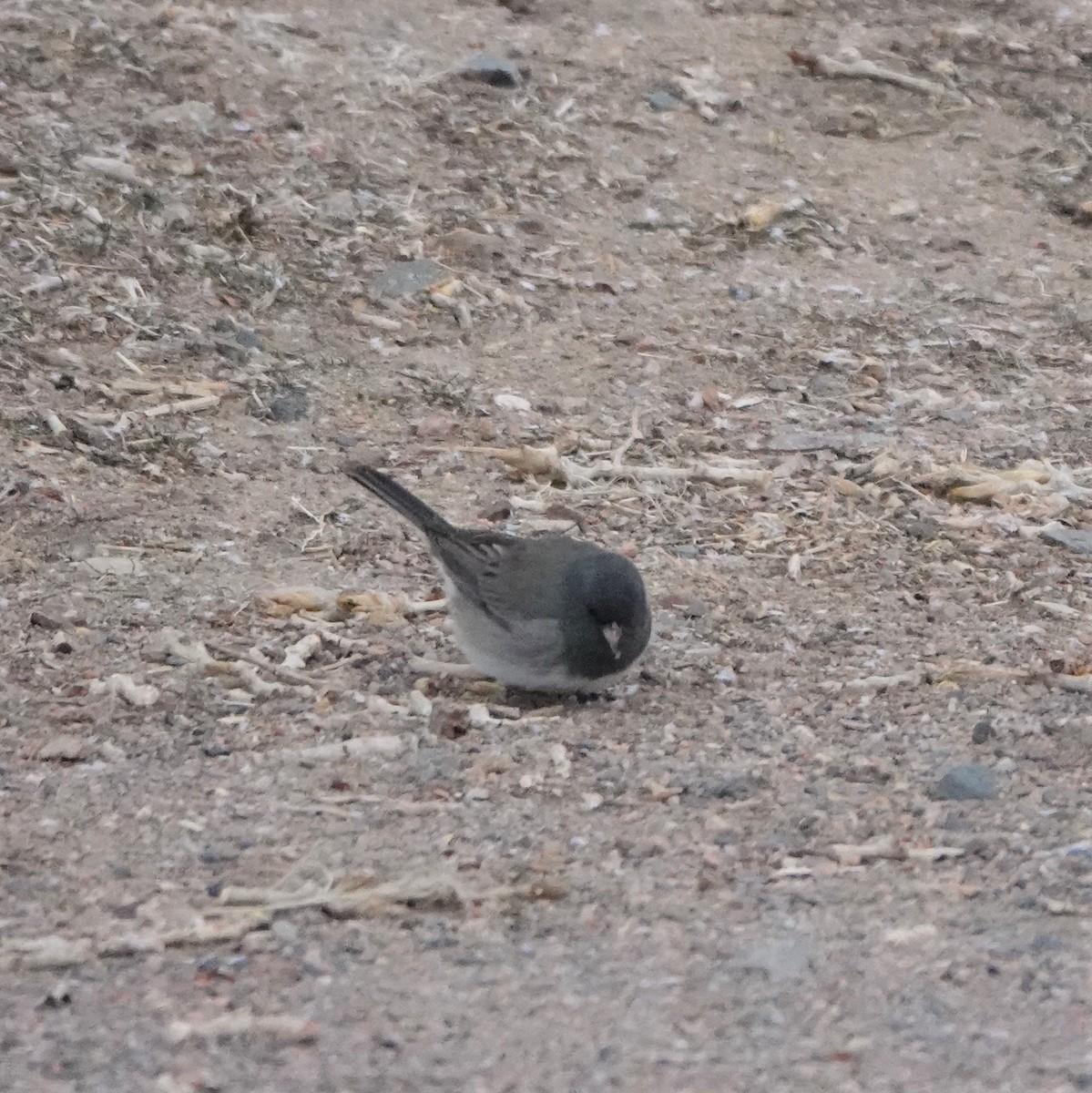 Dark-eyed Junco - ML306135191