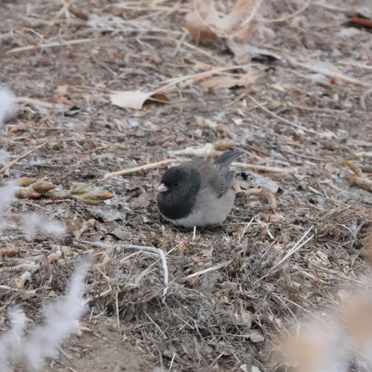 Dark-eyed Junco - ML306135211