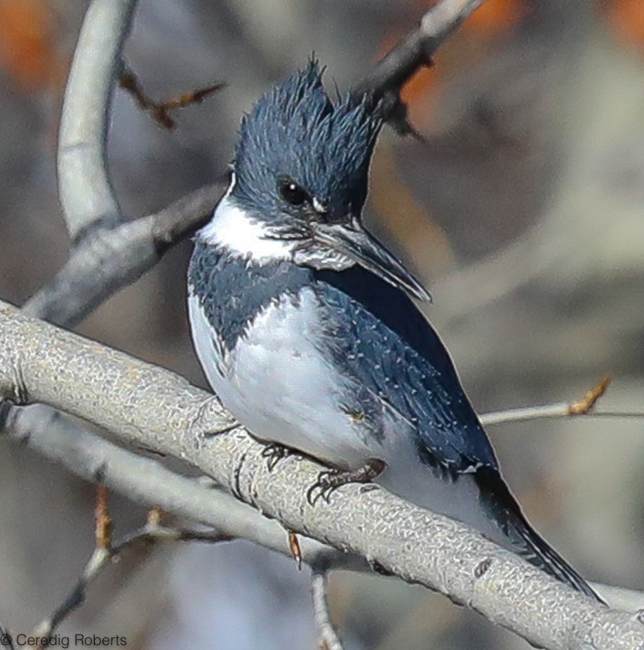 Belted Kingfisher - ML306135491