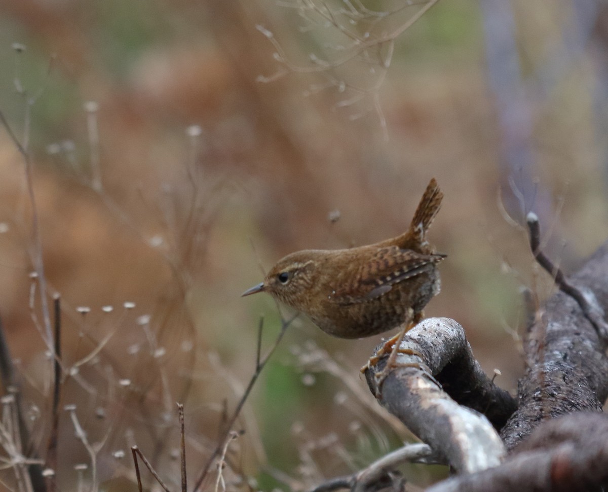 Pacific Wren - ML306137061