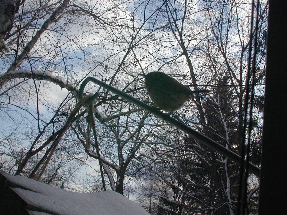 Karolina Çıtkuşu - ML306137521