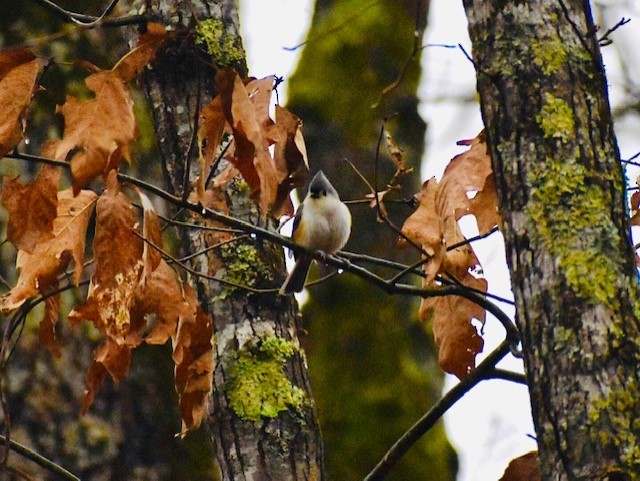 Tufted Titmouse - ML306137971