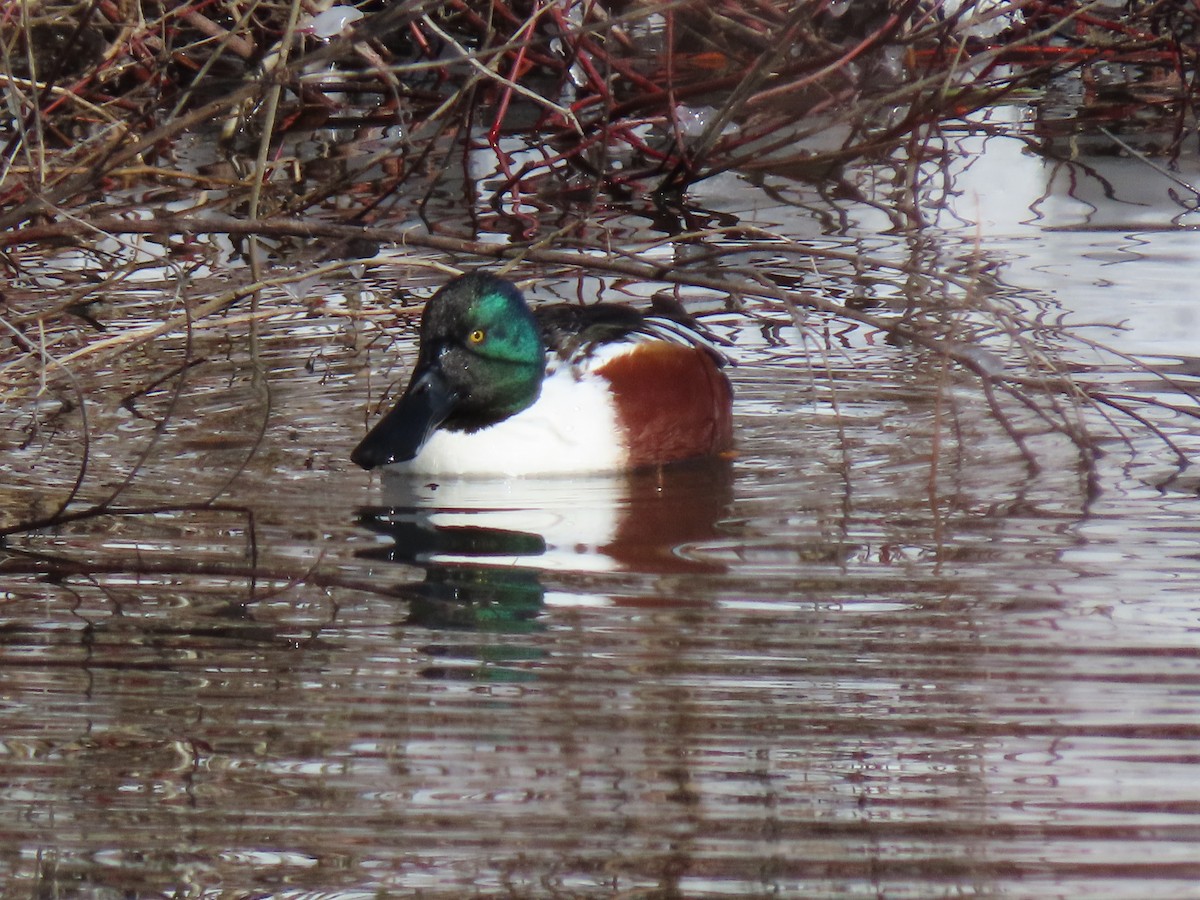 Northern Shoveler - ML306139121