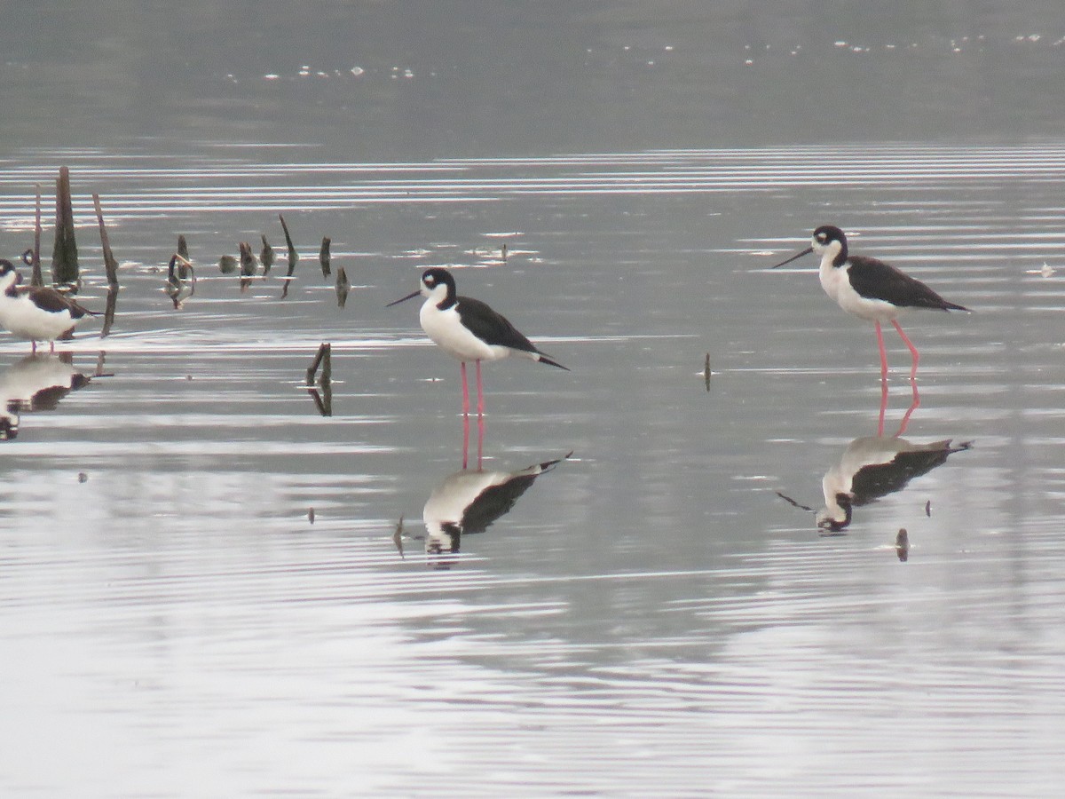 Black-necked Stilt - ML306139211